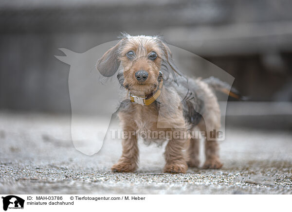 miniature dachshund / MAH-03786