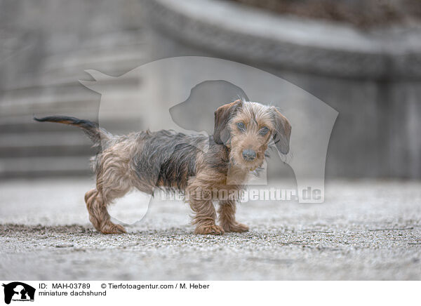 Zwergdackel / miniature dachshund / MAH-03789