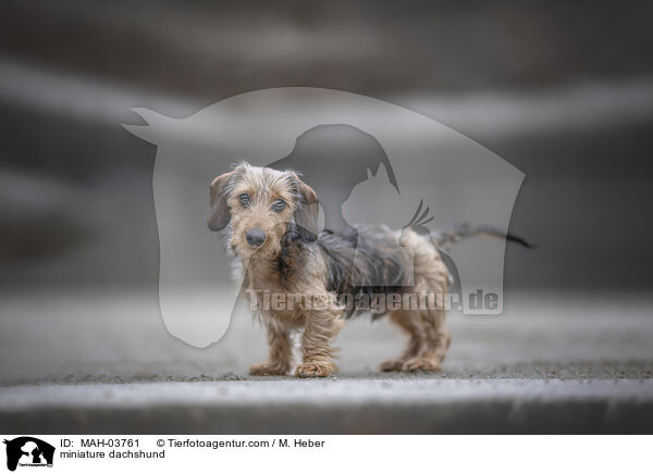 miniature dachshund / MAH-03761