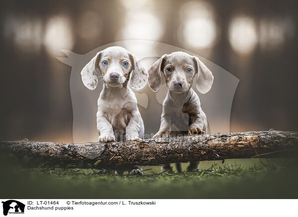 Dachshund puppies / LT-01464