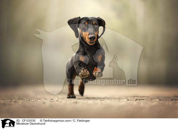 Zwergdackel / Miniature Dachshund / CF-03530