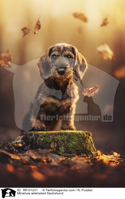 Zwergdackel / Miniature wirehaired Dachshund / RP-01231