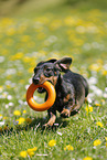 playing Dachshund