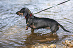 Dachshund