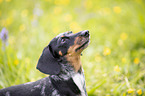 Miniature Dachshund Portrait