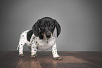 Miniature Dachshund puppy