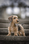 miniature dachshund