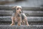 miniature dachshund