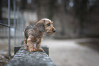 miniature dachshund