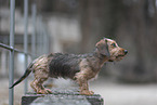 miniature dachshund