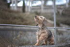 miniature dachshund