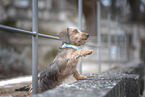 miniature dachshund