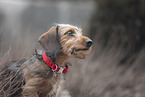 miniature dachshund