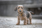 miniature dachshund