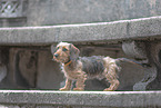 miniature dachshund