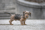 miniature dachshund