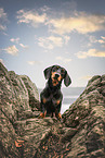 Miniature Dachshund