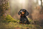 Miniature Dachshund