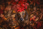 shorthaired Dachshund
