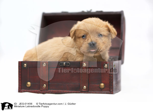 Miniature Labradoodle Puppy / JEG-01456