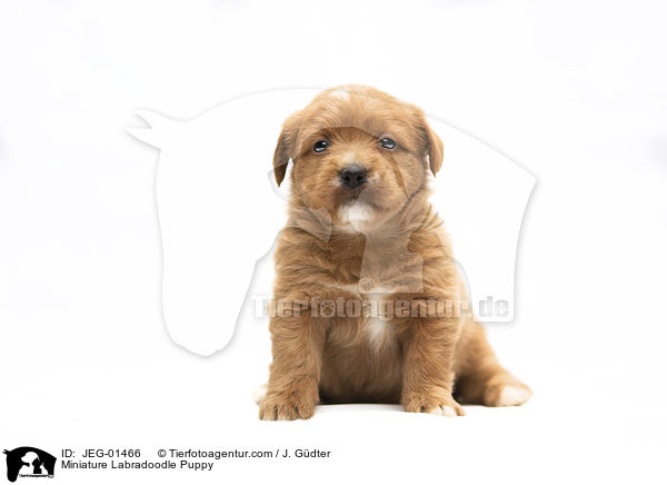 Miniature Labradoodle Puppy / JEG-01466