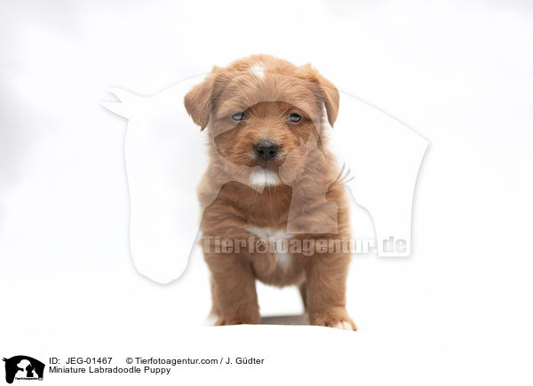 Miniature Labradoodle Puppy / JEG-01467