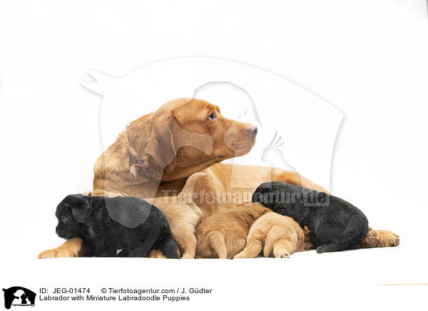 Labrador with Miniature Labradoodle Puppies / JEG-01474