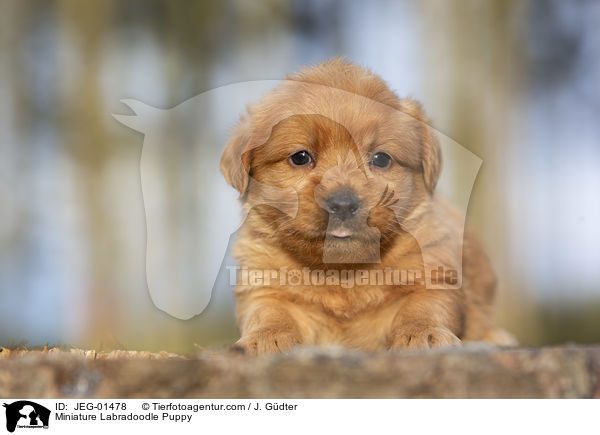 Miniature Labradoodle Puppy / JEG-01478