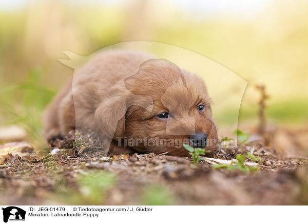Miniature Labradoodle Puppy / JEG-01479