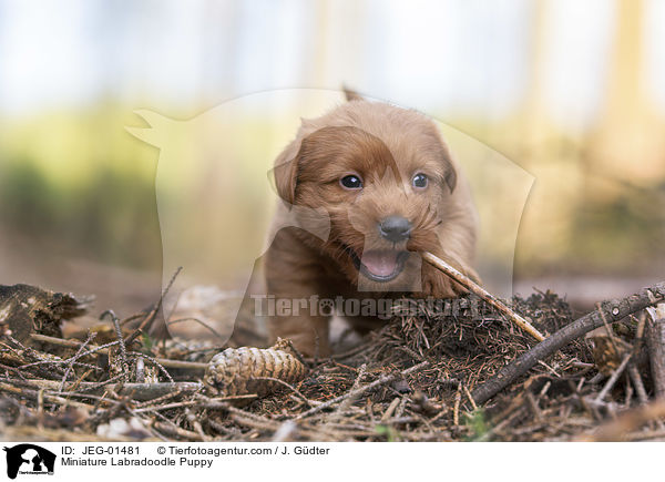 Miniature Labradoodle Puppy / JEG-01481