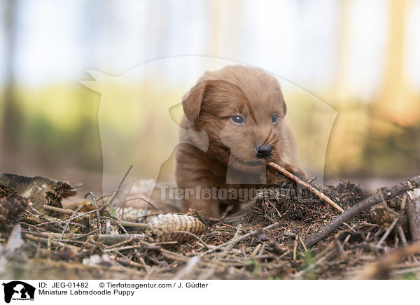 Miniature Labradoodle Welpe / Miniature Labradoodle Puppy / JEG-01482