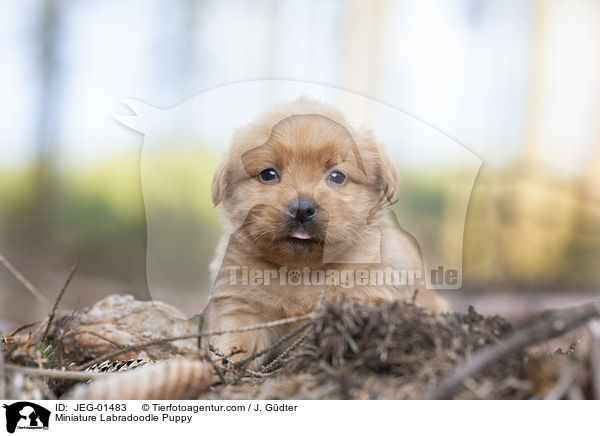 Miniature Labradoodle Puppy / JEG-01483