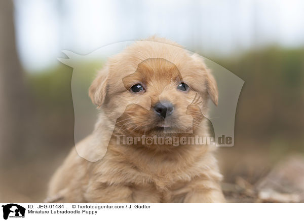 Miniature Labradoodle Puppy / JEG-01484