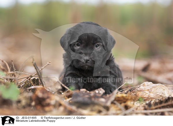 Miniature Labradoodle Welpe / Miniature Labradoodle Puppy / JEG-01485
