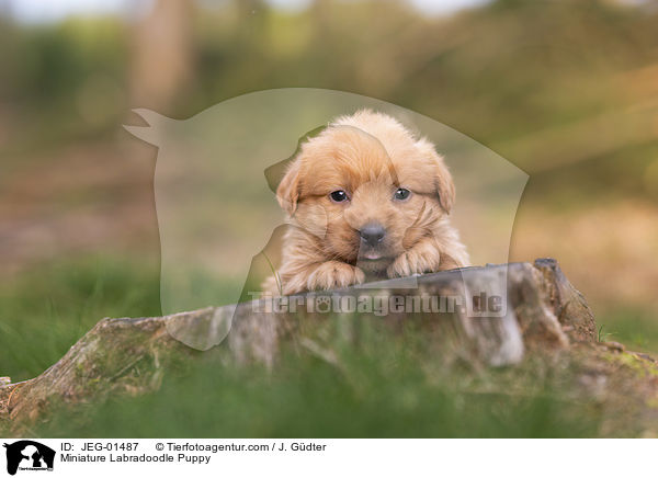Miniature Labradoodle Welpe / Miniature Labradoodle Puppy / JEG-01487