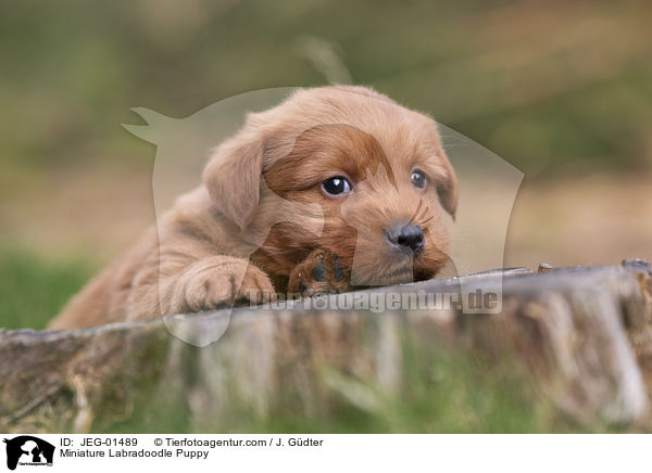 Miniature Labradoodle Puppy / JEG-01489