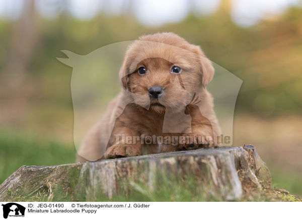 Miniature Labradoodle Welpe / Miniature Labradoodle Puppy / JEG-01490