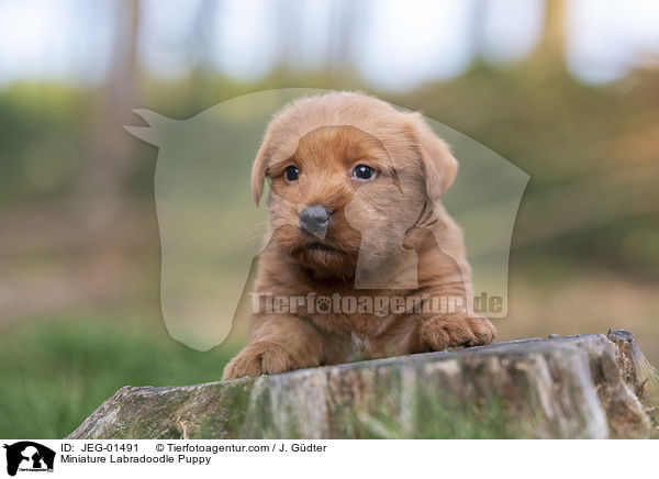 Miniature Labradoodle Puppy / JEG-01491