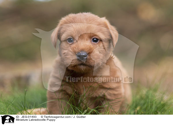 Miniature Labradoodle Welpe / Miniature Labradoodle Puppy / JEG-01493