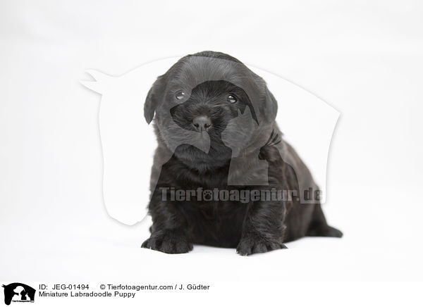 Miniature Labradoodle Welpe / Miniature Labradoodle Puppy / JEG-01494