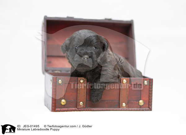 Miniature Labradoodle Puppy / JEG-01495