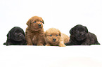 Miniature Labradoodle Puppies
