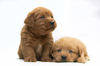 Miniature Labradoodle Puppies