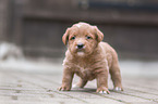 Miniature Labradoodle Puppy