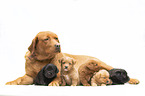 Labrador with Miniature Labradoodle Puppies