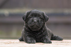 Miniature Labradoodle Puppy