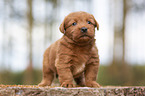 Miniature Labradoodle Puppy