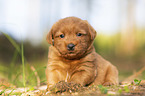 Miniature Labradoodle Puppy