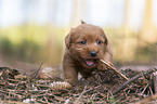 Miniature Labradoodle Puppy