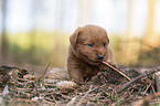 Miniature Labradoodle Puppy